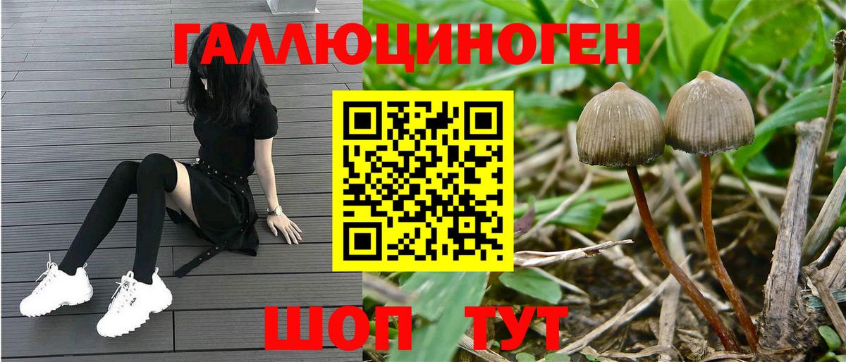 Псилоцибиновые грибы мицелий Тайшет